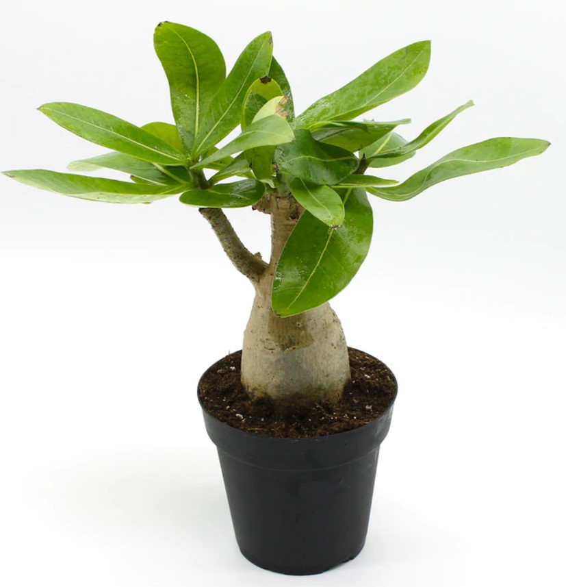 آدونیوم کوچک گلدان 10